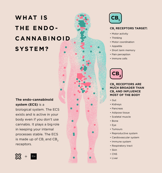 Easy guide to how CBD works with the human body.